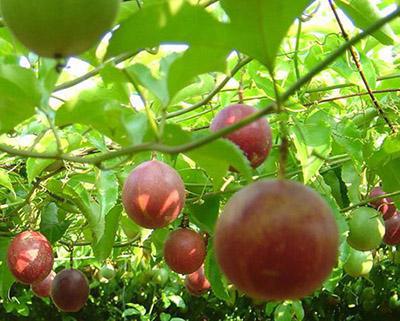 百香果、西番蓮加工生產(chǎn)線